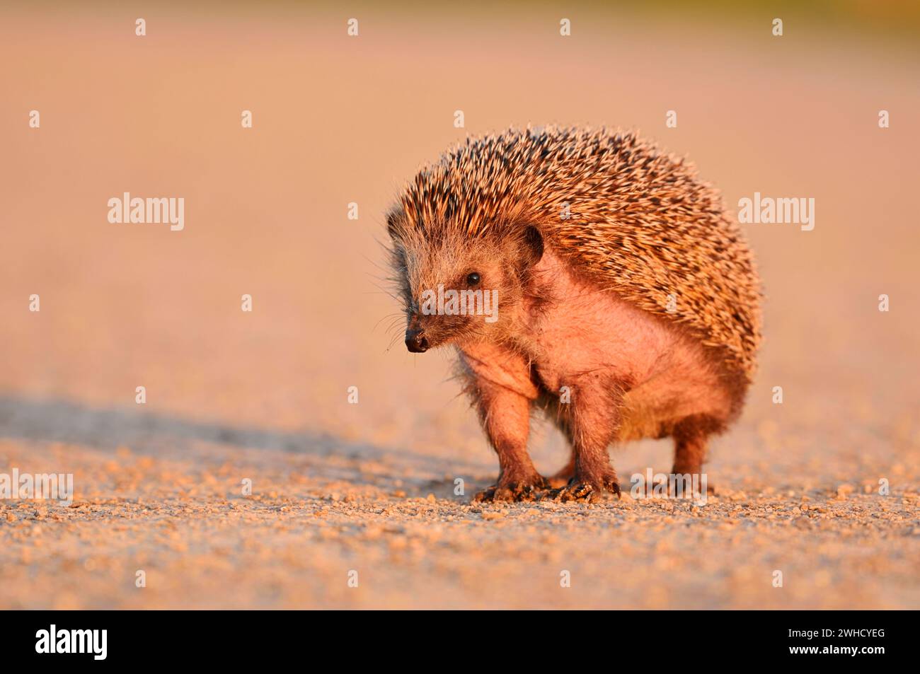 Riccio dal petto bruno o riccio dell'Europa occidentale (Erinaceus europaeus), Renania settentrionale-Vestfalia, Germania Foto Stock