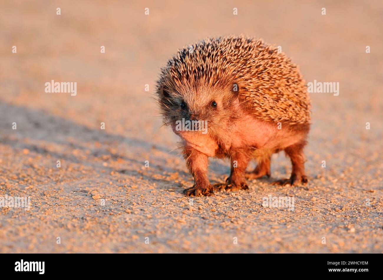 Riccio dal petto bruno o riccio dell'Europa occidentale (Erinaceus europaeus), Renania settentrionale-Vestfalia, Germania Foto Stock