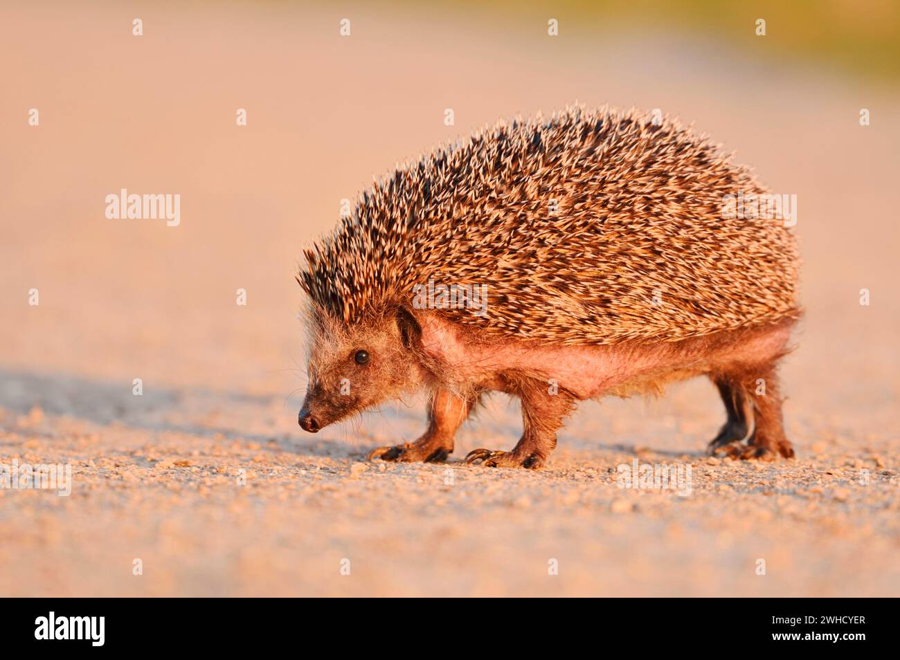 Riccio dal petto bruno o riccio dell'Europa occidentale (Erinaceus europaeus), Renania settentrionale-Vestfalia, Germania Foto Stock