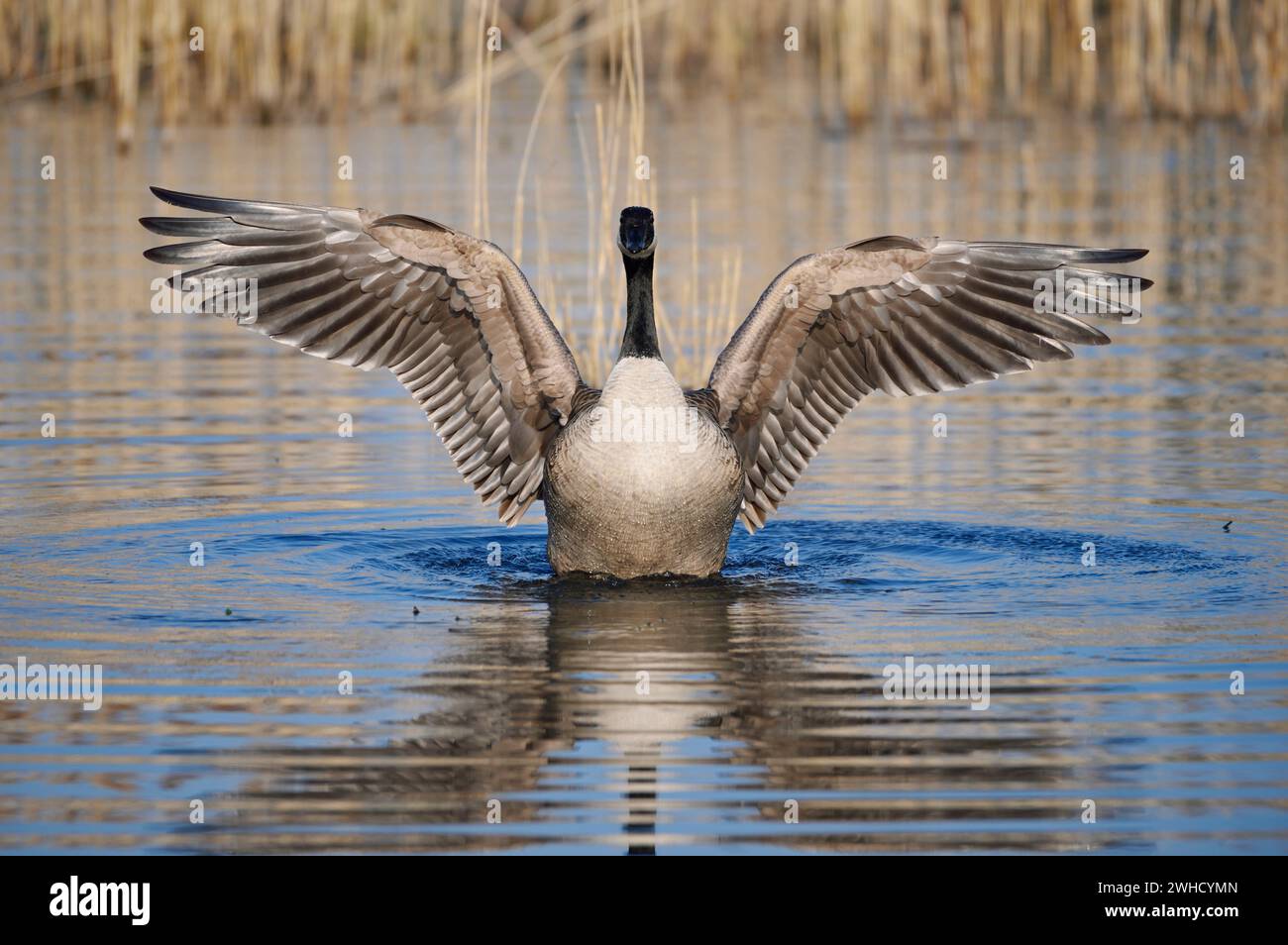 Oca canadese (Branta canadensis), ali battenti, Renania settentrionale-Vestfalia, Germania Foto Stock