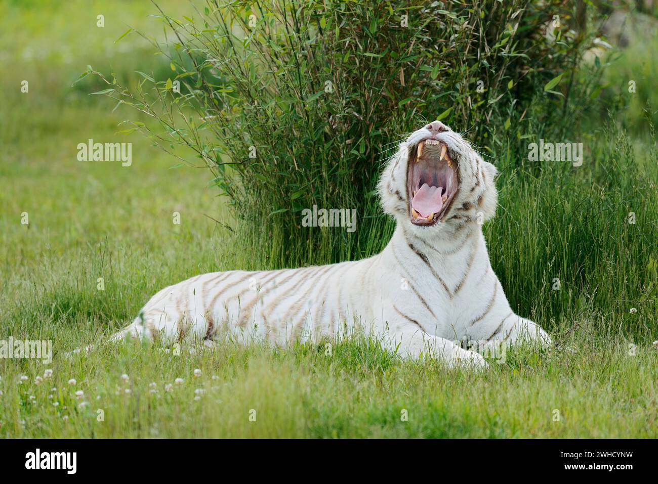 La tigre bianca del Bengala (Panthera tigris tigris) giace sbadigliando nell'erba, occorrenza India Foto Stock