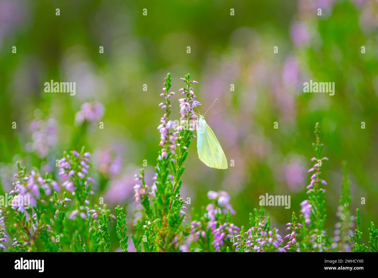 Balsamo glandolare (Impatiens glandulifera), balsamo indiano, balsamo rosso, balsamo himalayano, orchidea del contadino, balsamo gigante, fotografia della natura, pianta Foto Stock