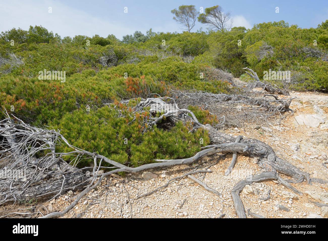 Pino d'Aleppo (Pinus halepensis), fuga dal vento, Maiorca, Isole Baleari, Spagna Foto Stock