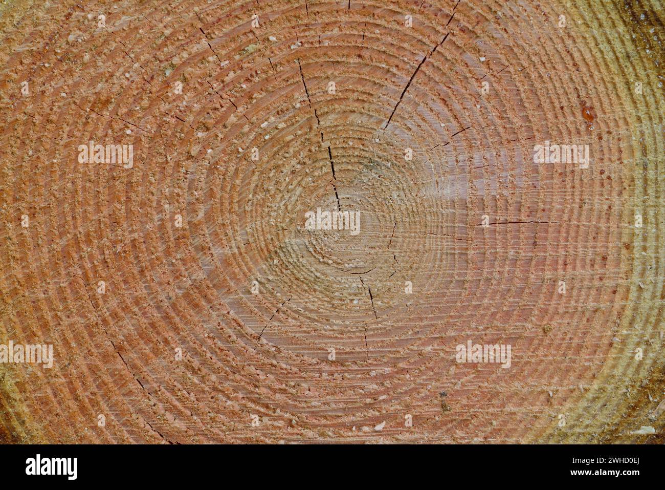 Legno, sezione trasversale di un tronco di albero, Wells Gray Provincial Park, British Columbia, Canada Foto Stock