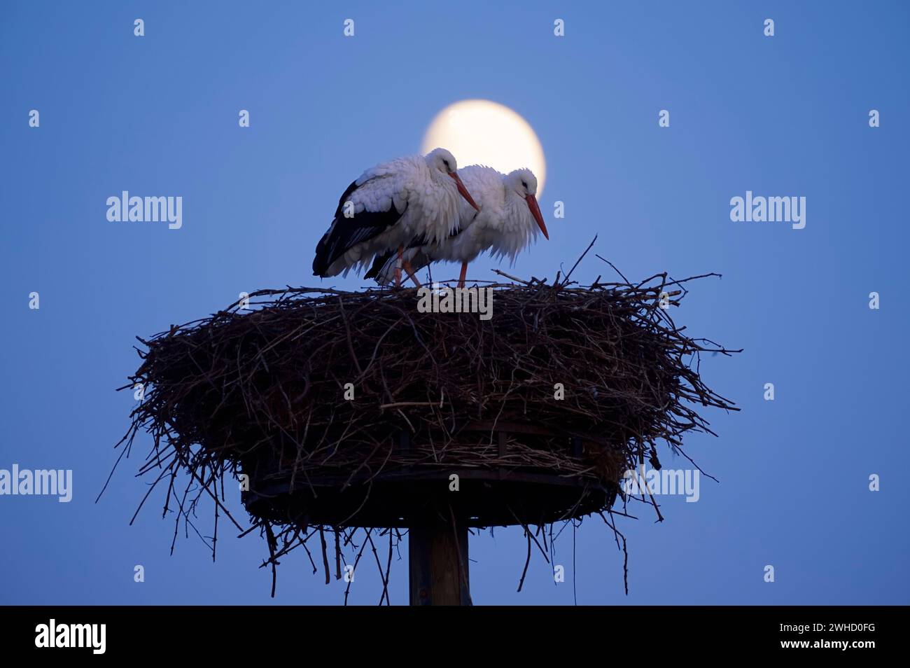 Cicogna bianca (Ciconia ciconia), coppia sul nido la sera, Haut-Rhin, Alsazia, Grand Est, Francia Foto Stock