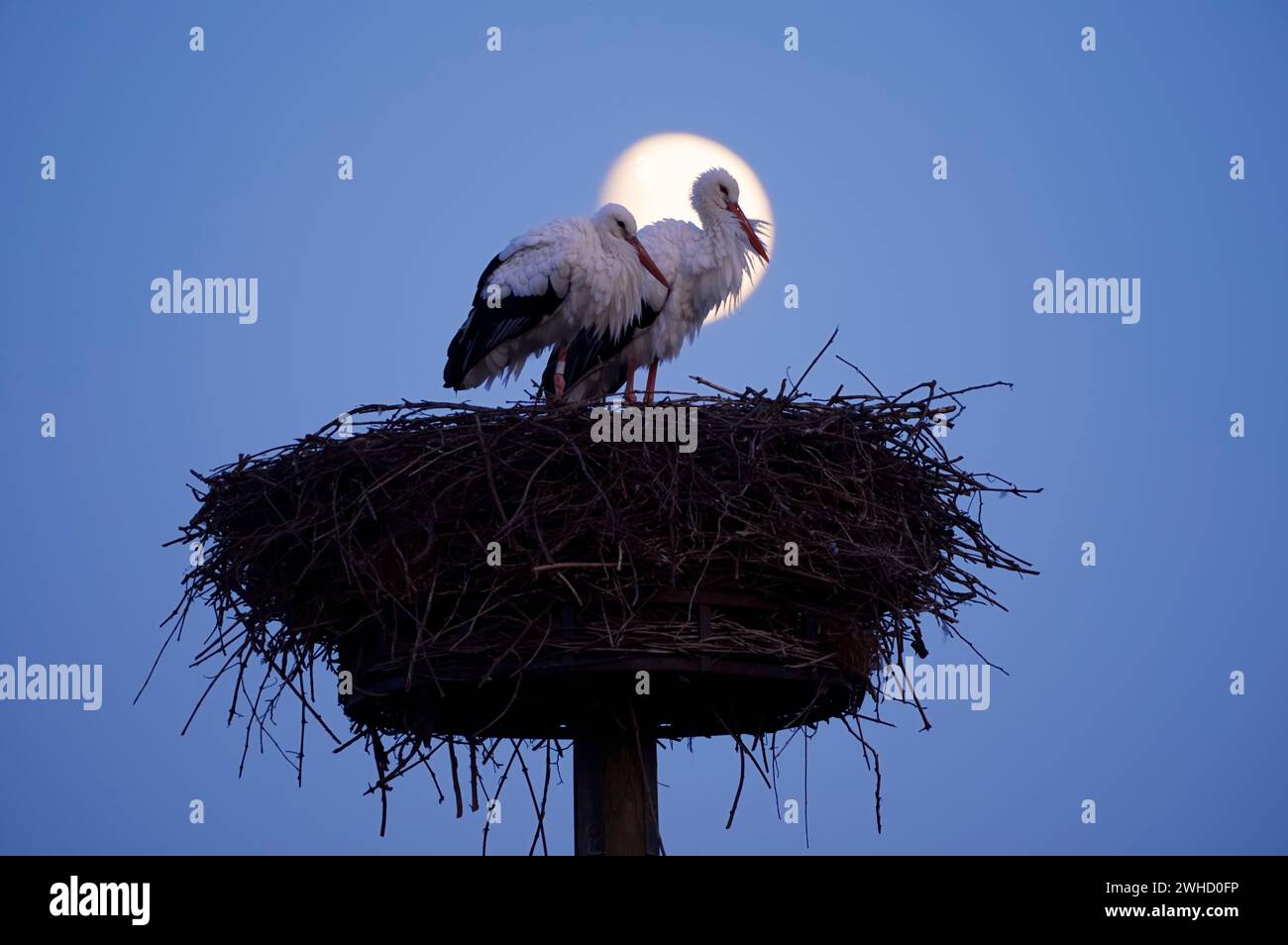 Cicogna bianca (Ciconia ciconia), coppia sul nido la sera, Haut-Rhin, Alsazia, Grand Est, Francia Foto Stock