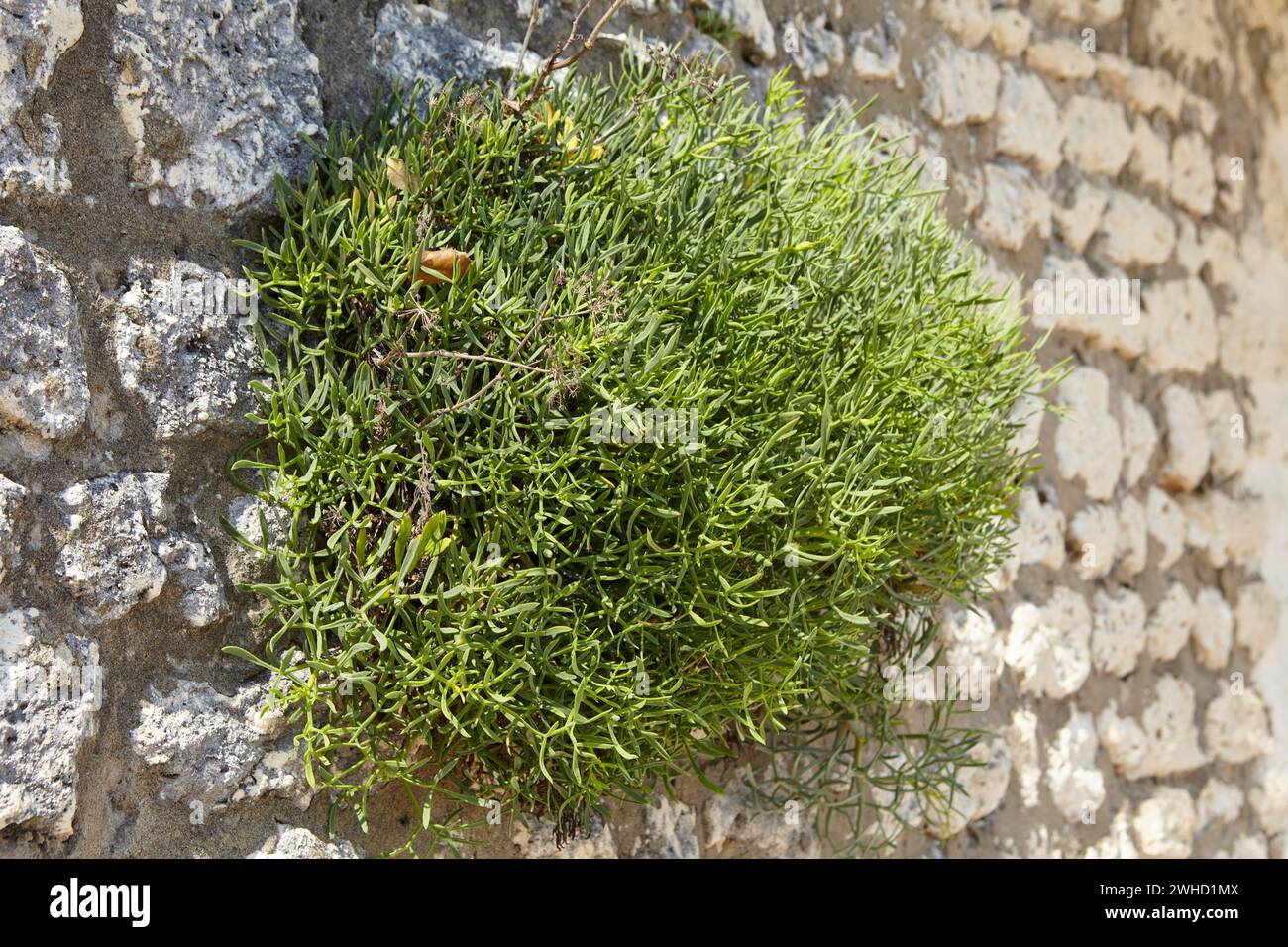 Samphire (Crithmum maritimum) su un muro di pietra naturale sulla spiaggia di Saint-Palais-sur-Mer, dipartimento Charente-Maritime, Nouvelle-Aquitaine, Francia Foto Stock