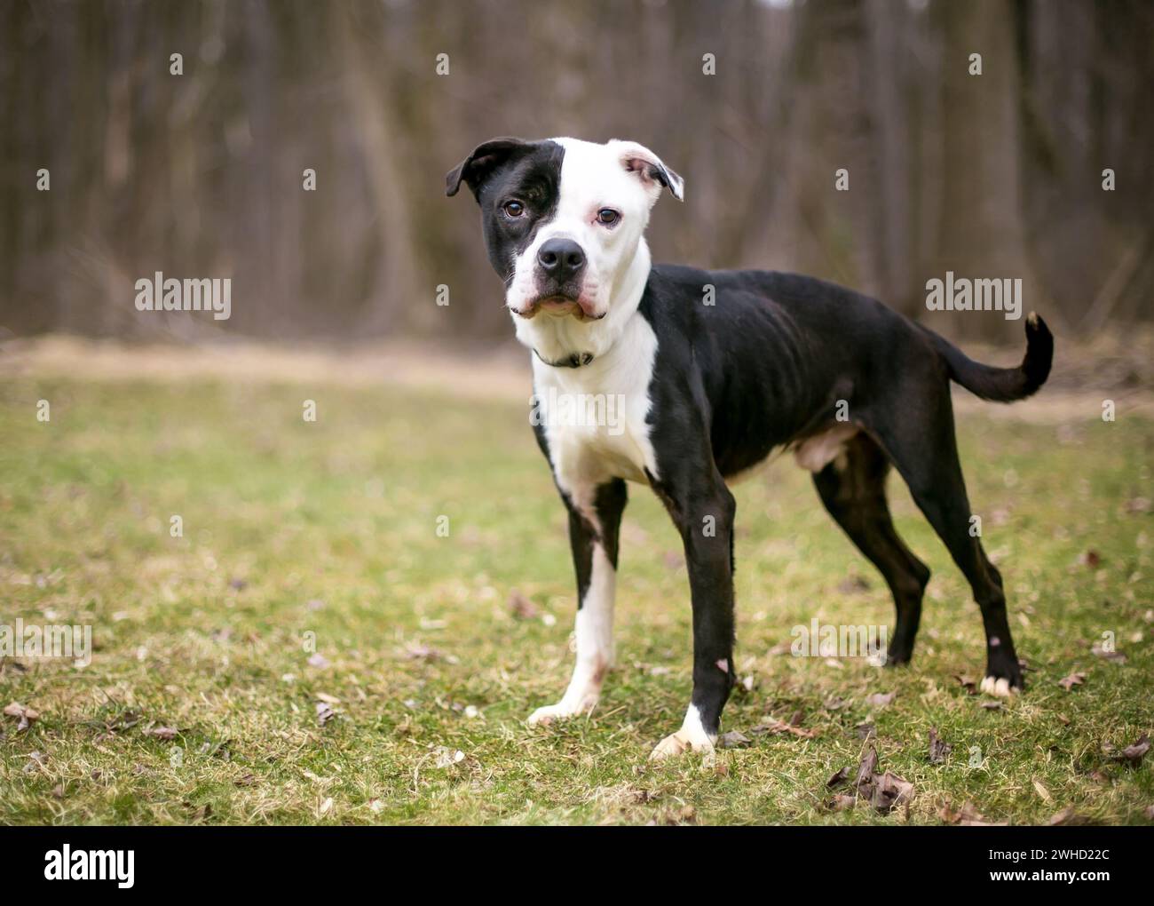 Un cane di razza mista Bulldog americano malnutrito x Pit Bull Terrier in piedi all'aperto Foto Stock