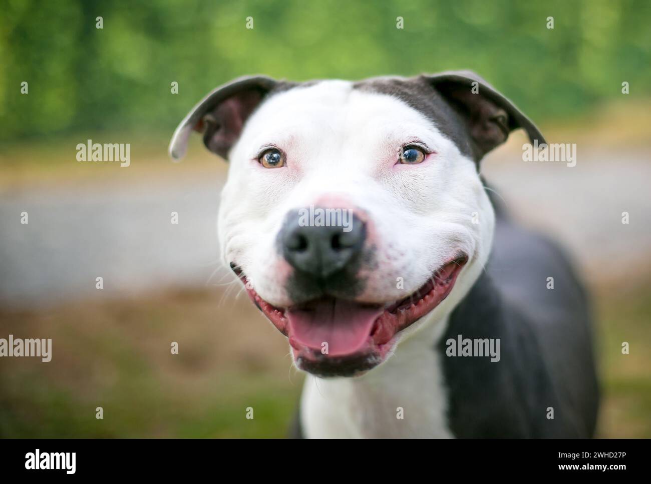 Un cane di razza mista Pit Bull Terrier grigio e bianco felice con un grande sorriso sul viso Foto Stock