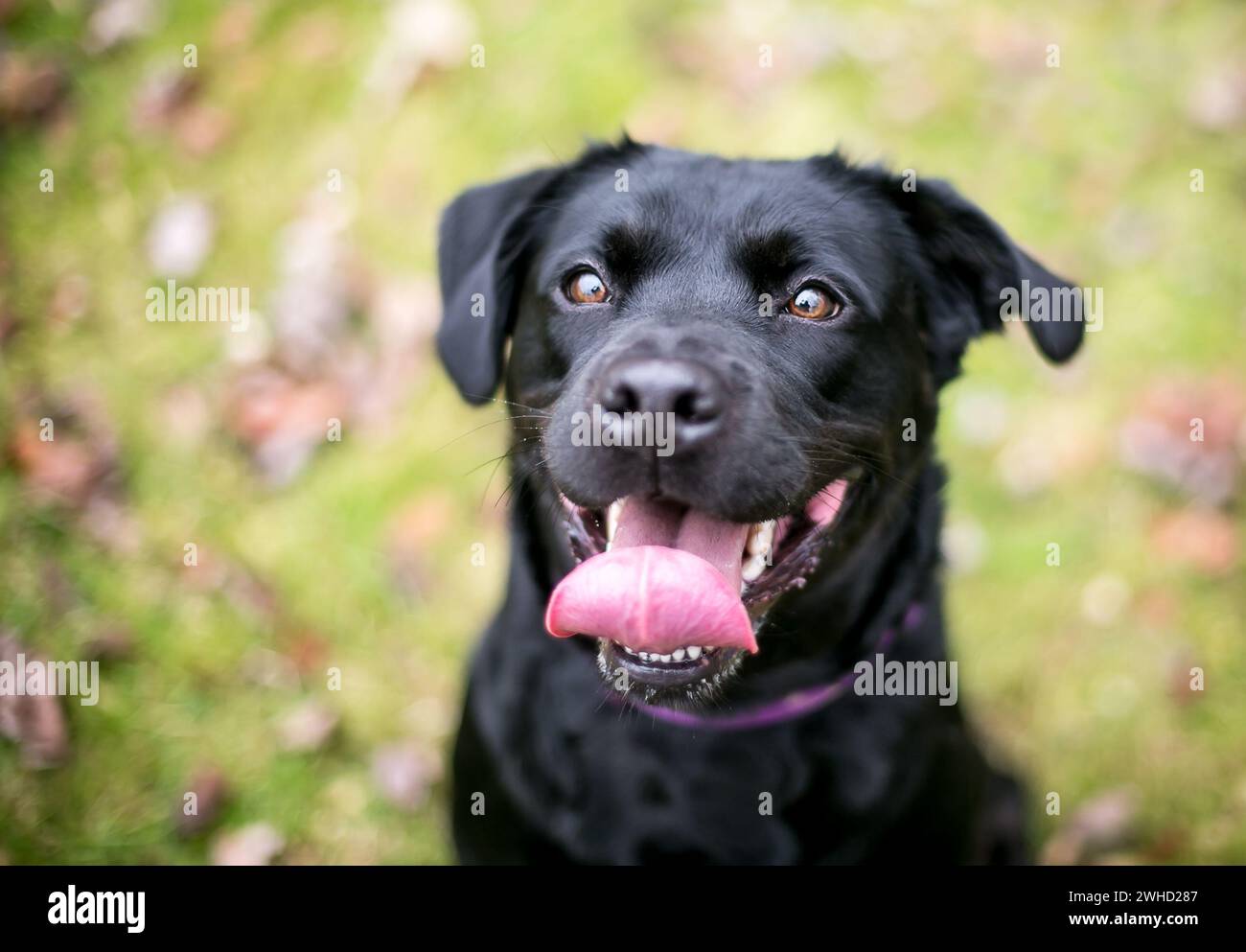 Un cane di razza mista Labrador Retriever nero che guarda in alto con un'espressione felice e un canto felice Foto Stock