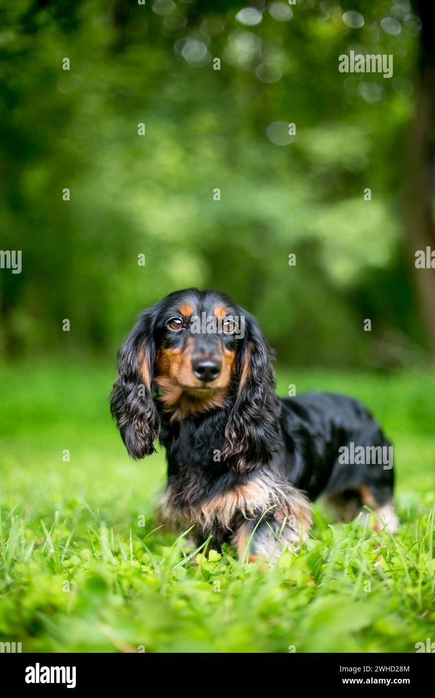 Un cane Dachshund nero e rosso dai capelli lunghi in piedi all'aperto Foto Stock