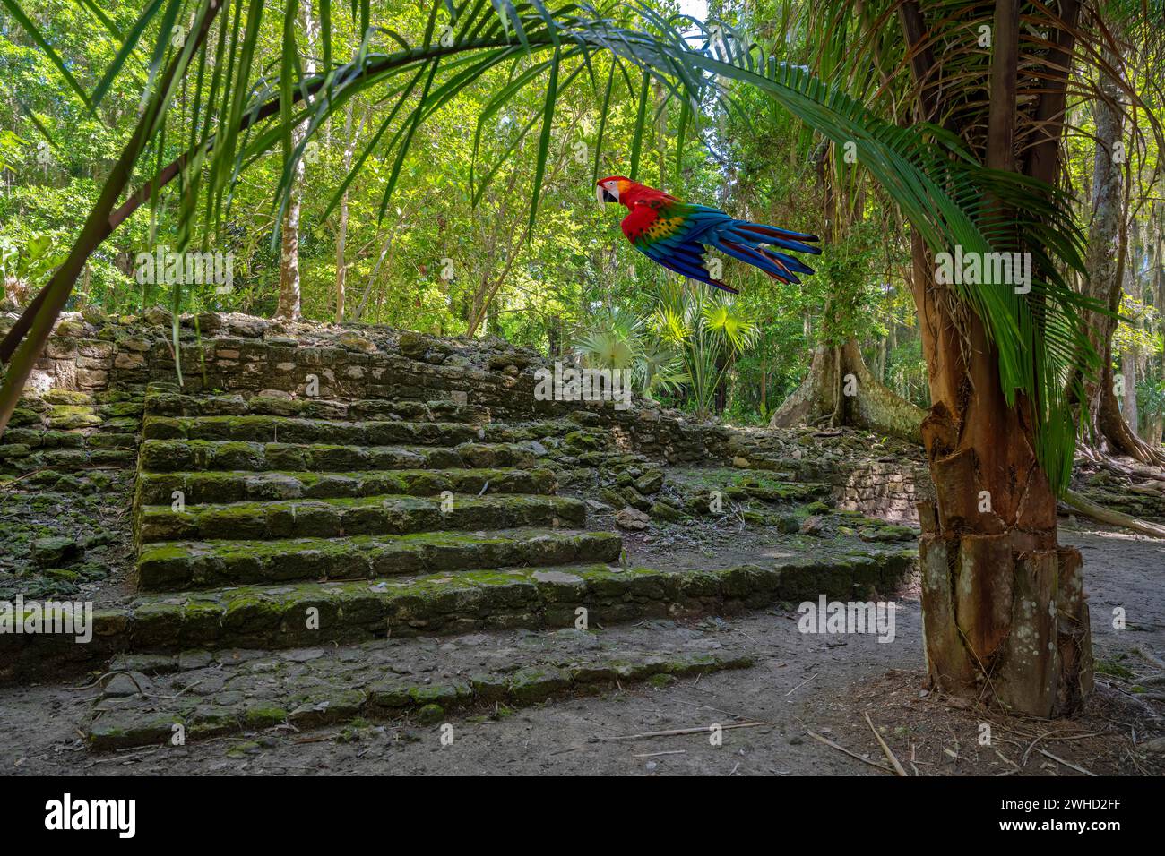 Cultura Maya nella giungla con pappagallo Chacchoben Mexico Animal IA Foto Stock