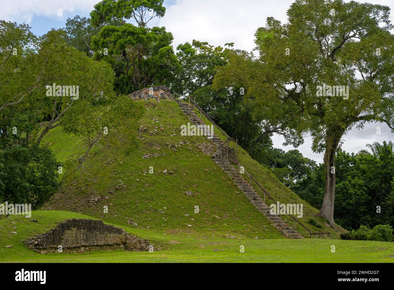 Jaguar sulla cultura maya piramidale Belize America centrale Foto Stock