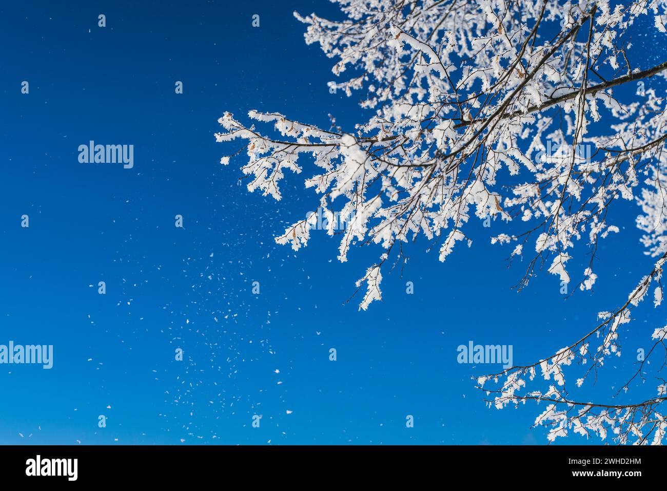 I rami ghiacciati si illuminano su un cielo azzurro in una giornata fredda d'inverno Foto Stock