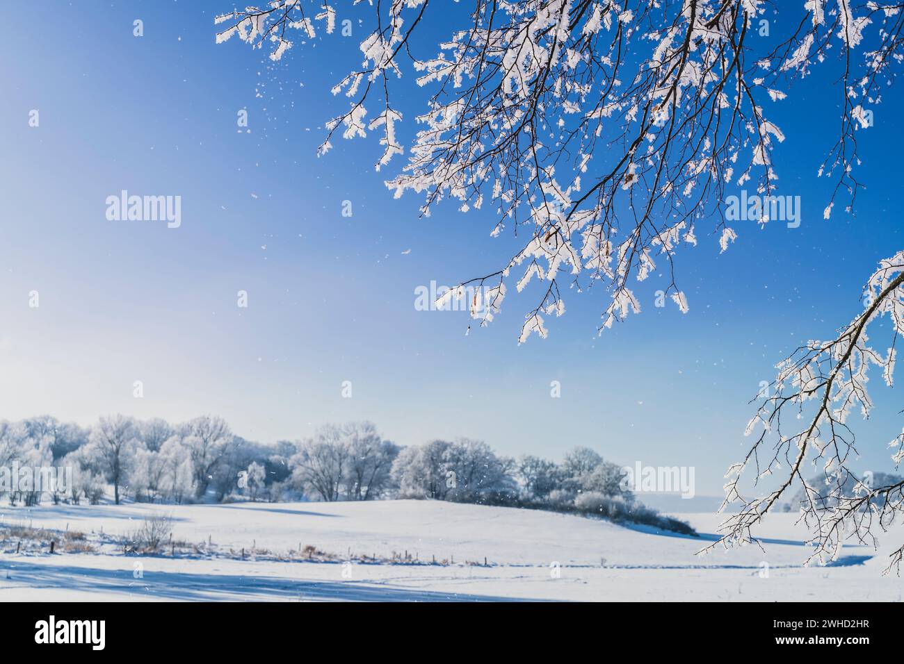 I rami ghiacciati si illuminano su un cielo azzurro in una giornata fredda d'inverno Foto Stock