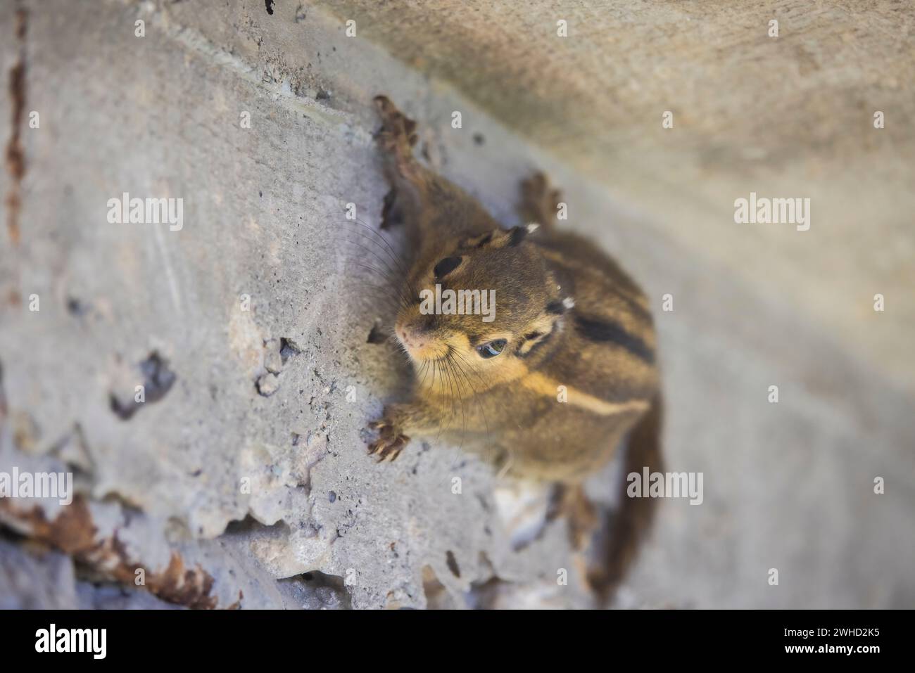 Scoiattolo a strisce himalayano, Tamiops mcclellandii, Sikkim, India Foto Stock