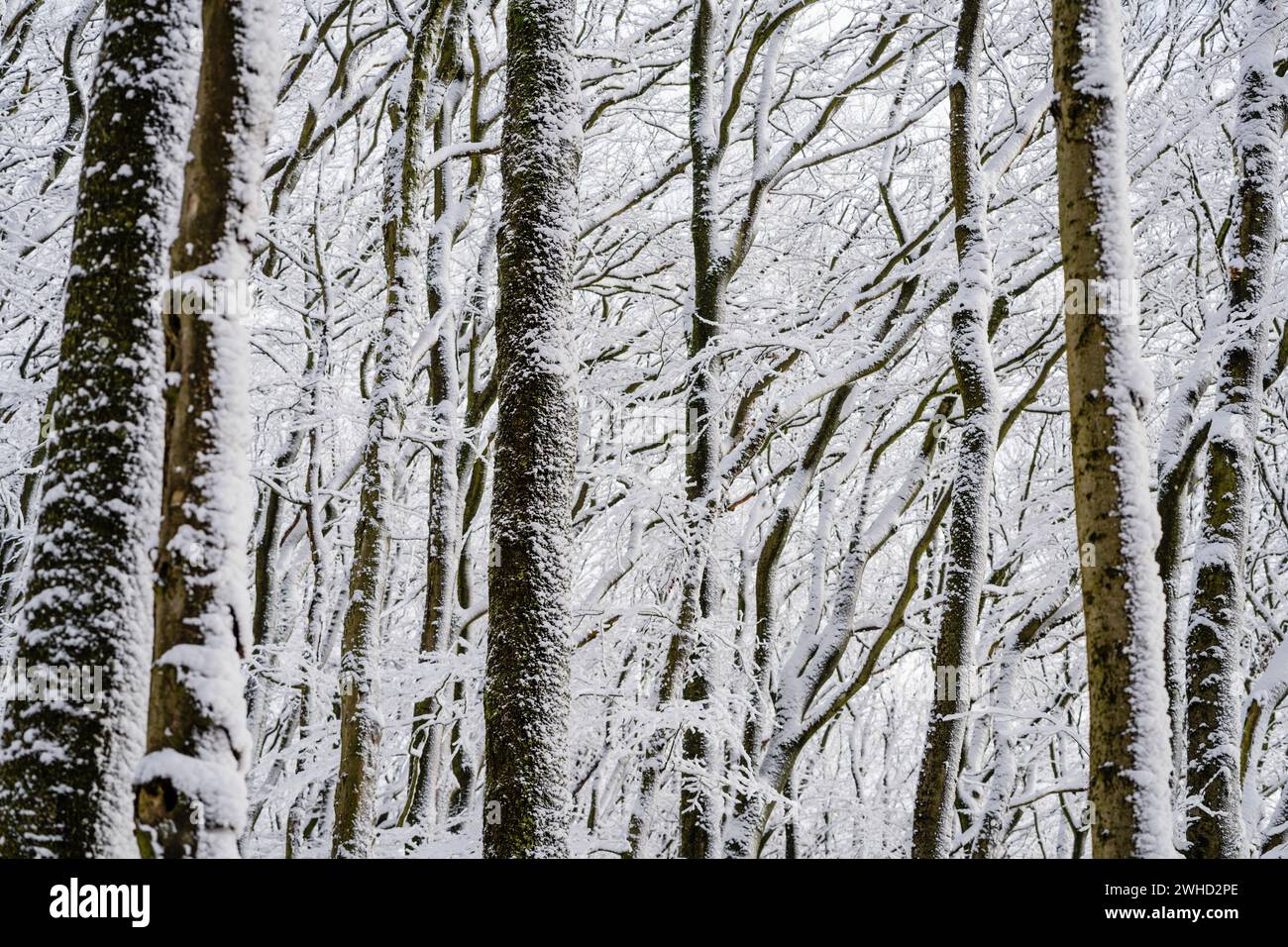 Alberi in una foresta invernale, i tronchi innevati dei faggi riempiono il motivo Foto Stock