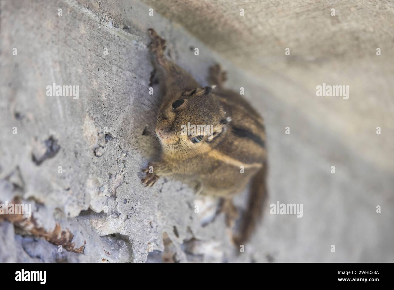 Scoiattolo a strisce himalayano, Tamiops mcclellandii, Sikkim, India Foto Stock