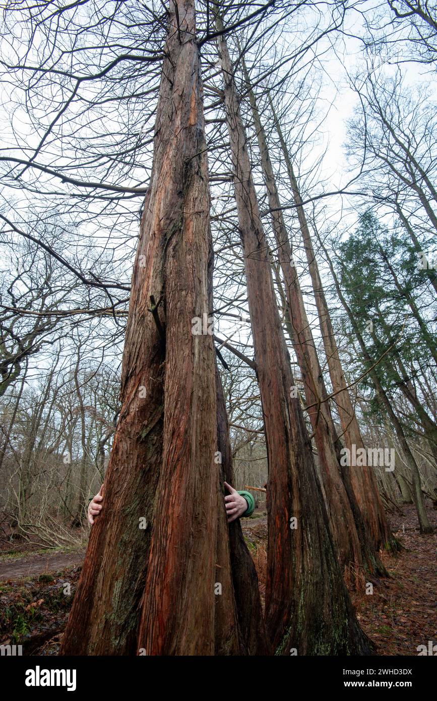 Uomo che stringe alberi di sequoia primordiali nella foresta di Osterwald vicino a Zingst sul Mar Baltico, Meclemburgo-Pomerania occidentale, Germania Foto Stock