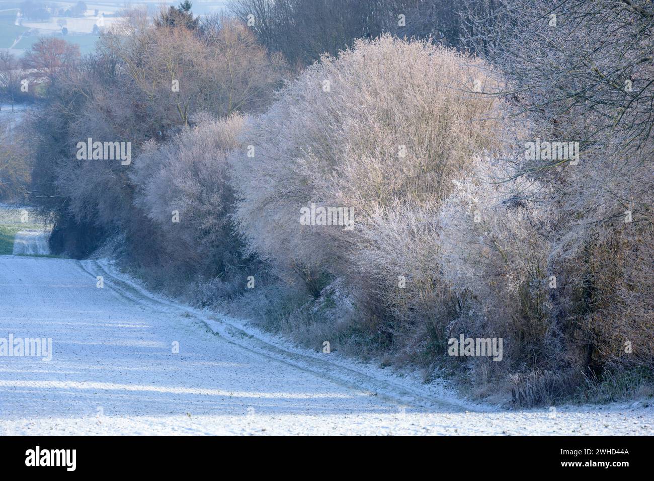 Baden-Württemberg, Kraichgau, cespugli ricoperti di neve vicino a Weingarten (Baden), Baden-Württemberg, Deutschland Foto Stock