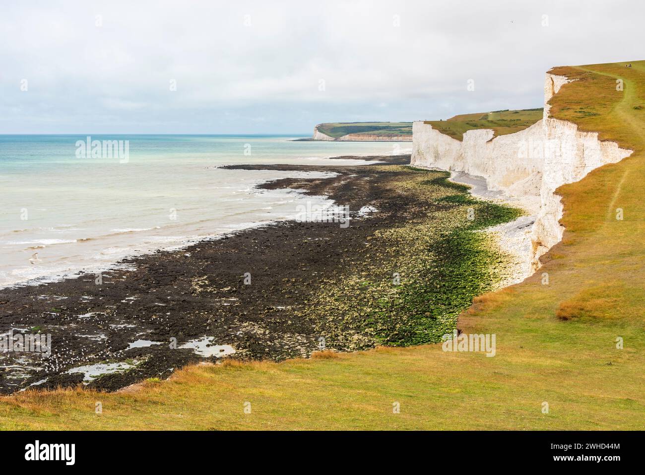 Le scogliere di gesso Seven Sisters sulla costa meridionale inglese tra Seaford e Eastbourne, West Sussex, Inghilterra, Regno Unito Foto Stock