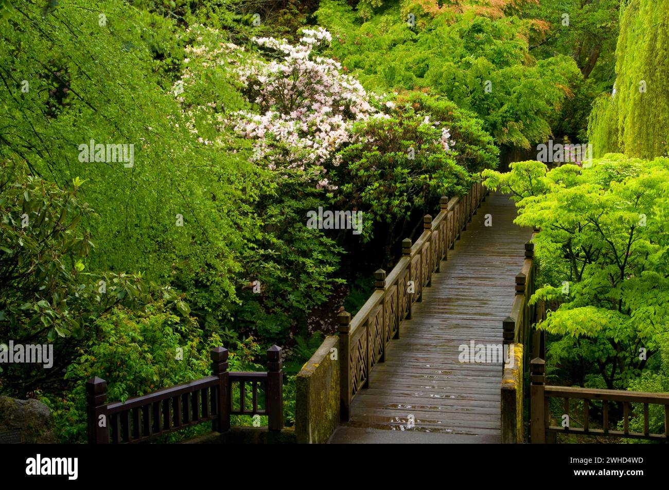 Garden Bridge, Crystal Springs Rhodendon Gardens, Portland, Oregon Foto Stock