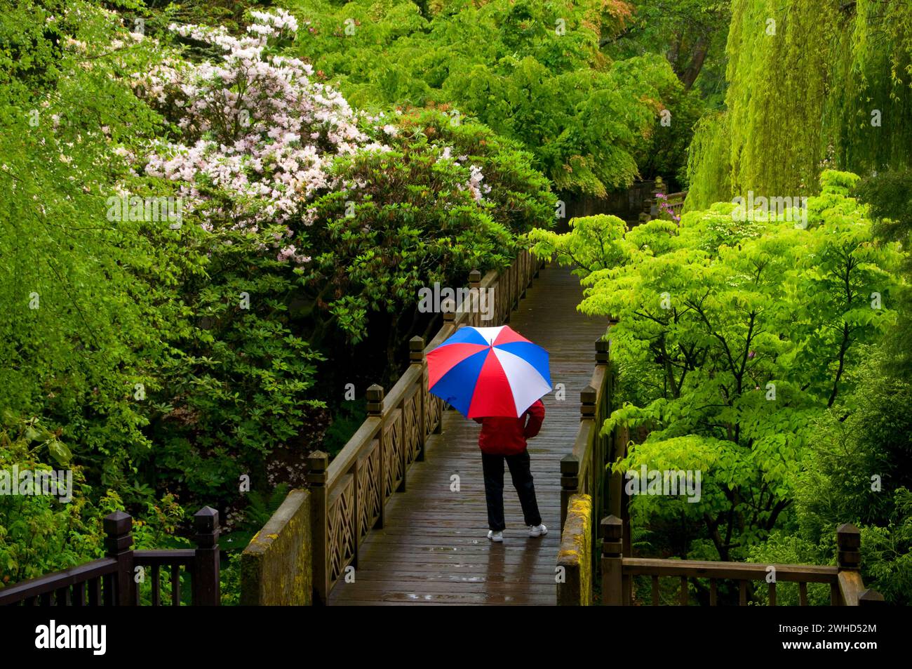 Garden Bridge, Crystal Springs Rhodendon Gardens, Portland, Oregon Foto Stock