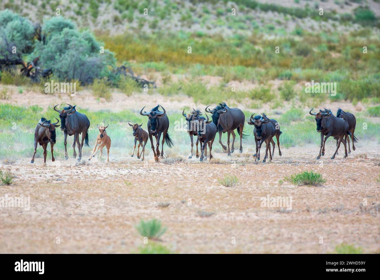 Africa, giovani animali, GNU azzurro (Connochaetes taurinus), Provincia del Capo settentrionale, Sudafrica, fauna selvatica, turismo, natura, cespuglio, giorno, nessuna gente, all'aperto, safari, animali giovani, carini, animali selvatici, animale madre, madre e giovane, Kgalagadi Transborder Park, corsa, ricarica Foto Stock