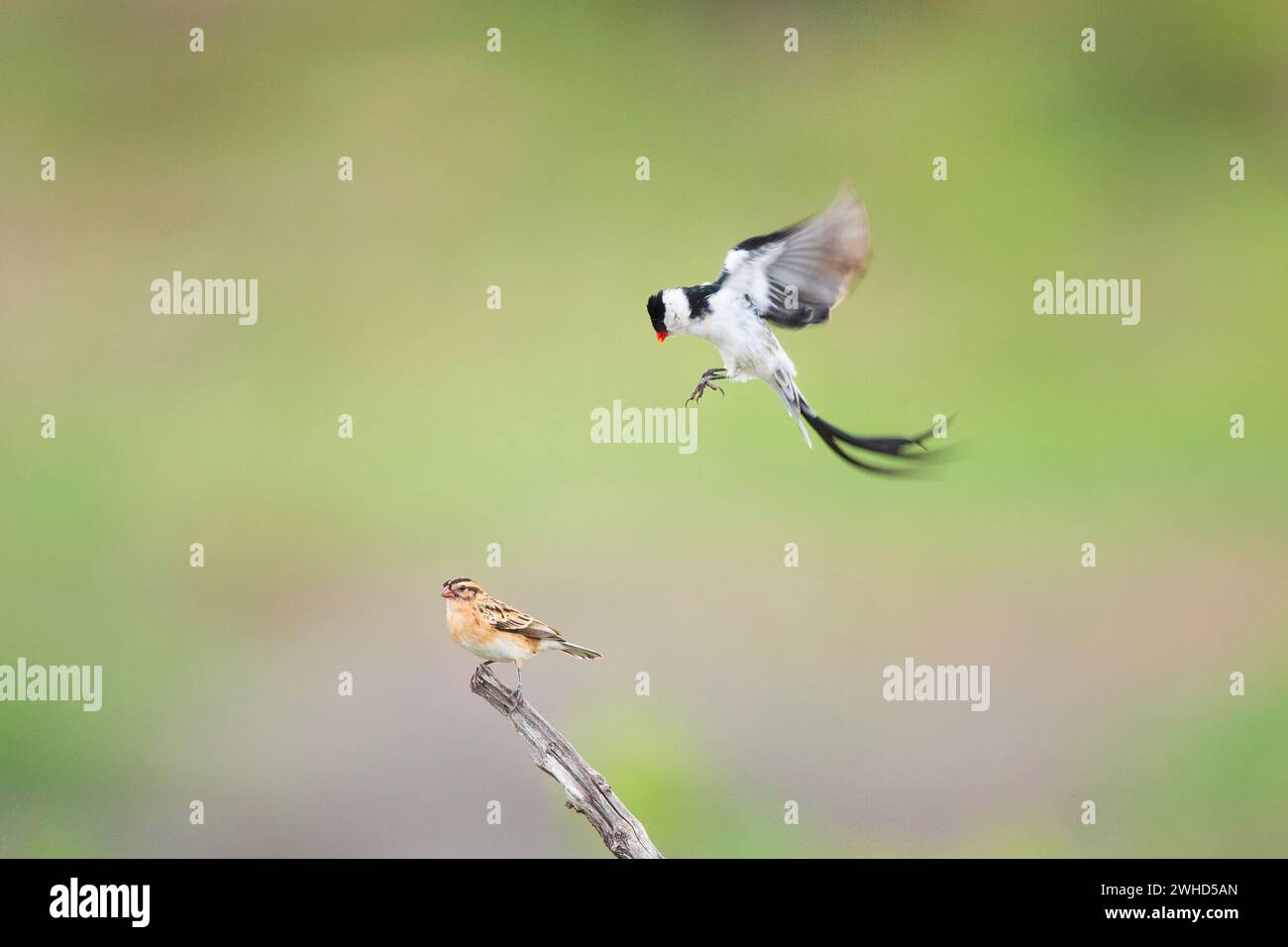 Africa, Bird, Kruger National Park, Sudafrica, provincia di Limpopo, Pintailed Whydah (Vidua macroura), Sud Africa, Bush, copy space, giorno, natura, Parco Nazionale, nessuna gente, safari, turismo, fauna selvatica, sfondo verde, Courtship, bellezza nella natura, Bushveld, uccelli in natura, corteggiare Foto Stock