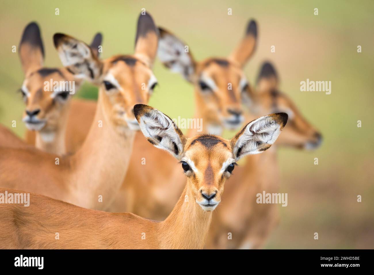 Giovani animali, Botswana, Parco Nazionale del Chobe, Impala (Aepyceros melampus), fauna selvatica, turismo, natura, bush, giorno, nessuna gente, all'aperto, safari, animali giovani, carini, animali selvatici, animali Big 5, Africa, Parco Nazionale, vitello Foto Stock