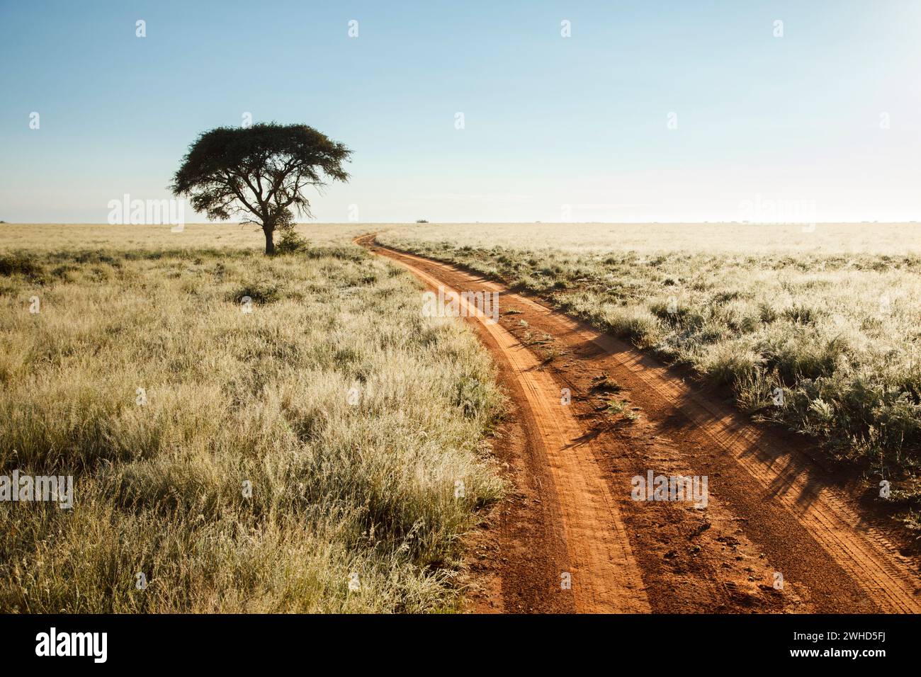 Acacia, Africa, Parco Nazionale di Mokala, Provincia del Capo settentrionale, strada, sud Africa, alberi, panorami, Bush, giorno, parco nazionale, natura, nessuna gente, turismo, safari, copia spazio, esterni, bellezza nella natura, Bushveld, paesaggio, natura, Savanna, ambiente tranquillo, alberi, strada di ghiaia, Grassland, Winding Road, Foto Stock