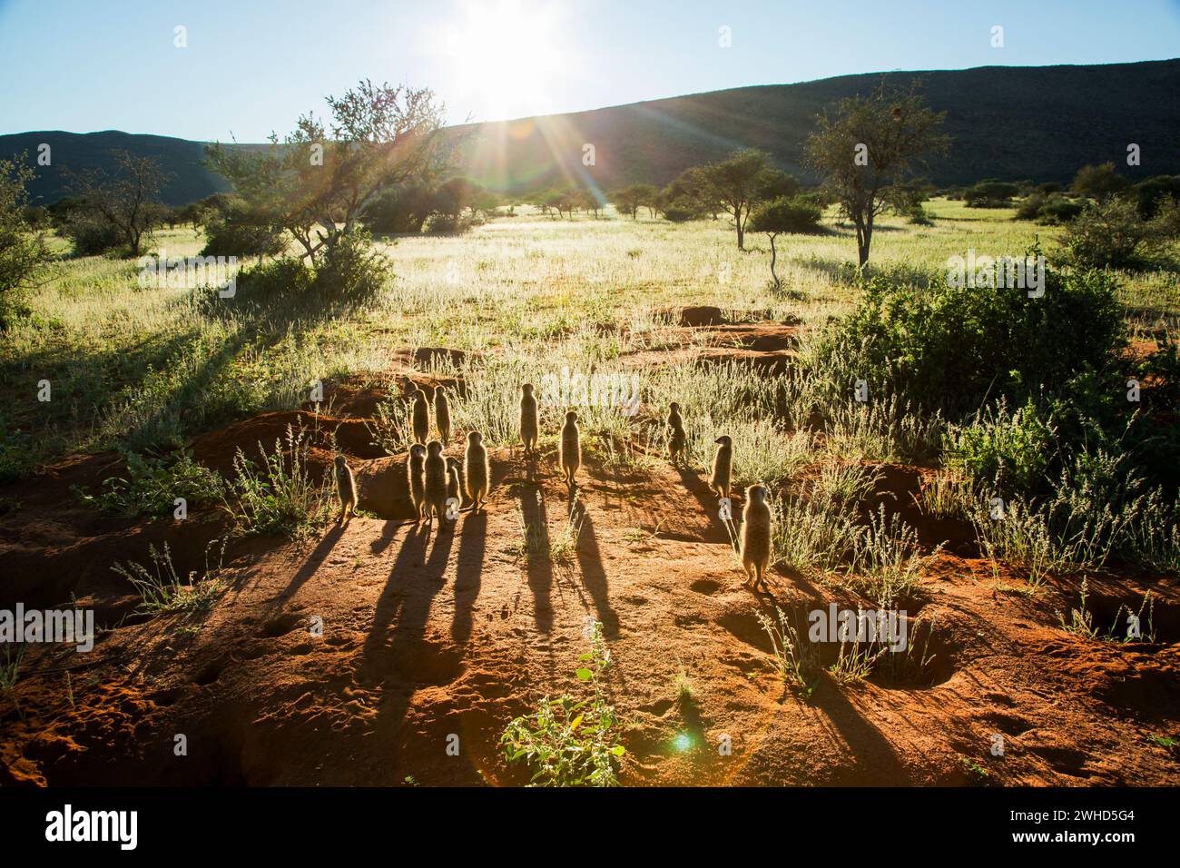 Africa, animali selvatici, retroilluminati, bellezza in natura, macchia, primo piano, giorno, deserto, Kalahari, paesaggio, natura, gruppo medio di animali, natura, nessun popolo, Provincia del Capo settentrionale, all'aperto, raggi di sole, safari, silhouette, Sud Africa, Suricate (Suricata suricatta), ambiente tranquillo, tranquillità, panorama, turismo, fauna selvatica Foto Stock