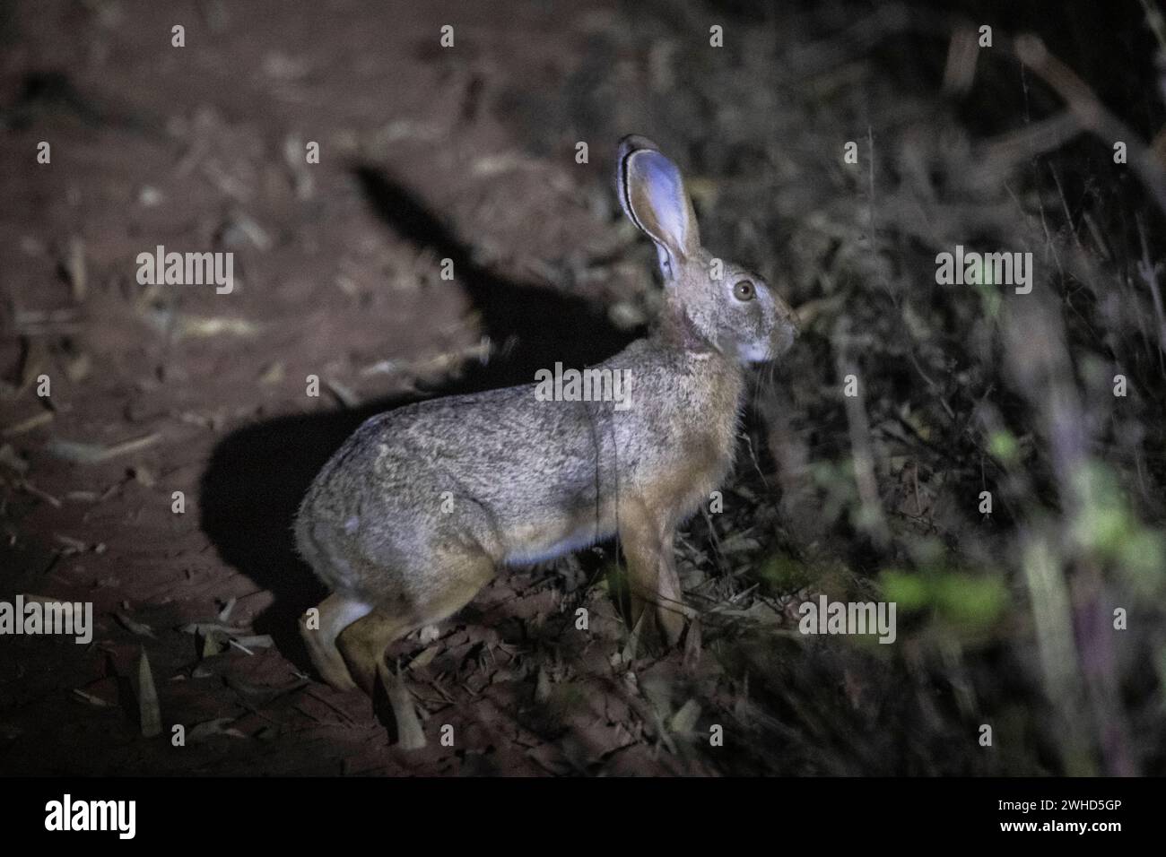 Lepre indiana, Lepus nigricollis, panna, Madhya Pradesh, India Foto Stock