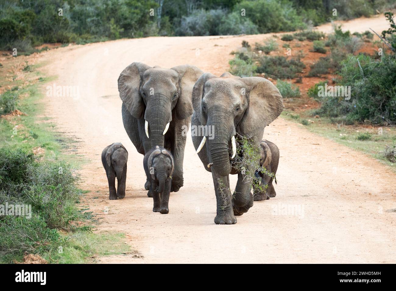 Parco nazionale degli elefanti di Addo, Africa, giovani animali, Provincia del Capo Orientale, Elefante (Loxodonta africana), specie in via di estinzione, IUCN Redlist, National Park, Sudafrica, Bush, giorno, safari, all'aperto, nessuna gente, natura, turismo, fauna selvatica, animali giovani, carino, madre e giovane animale, animali selvatici, animale madre, in via di estinzione, Big 5, strada di ghiaia Foto Stock