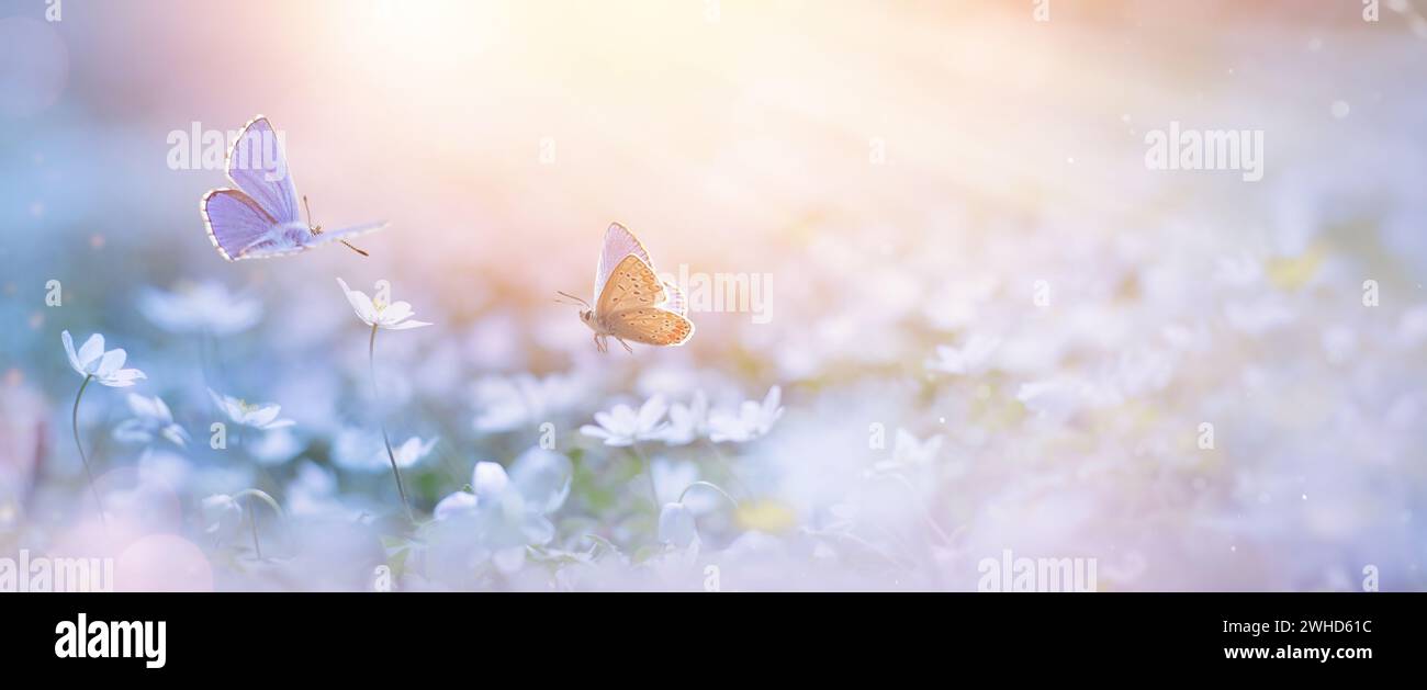 Fioritura primaverile e mosca farfalla sulla glade primaverile delle fores; delicate primrose bianche ai raggi della luce solare trasparente del mattino, Foto Stock