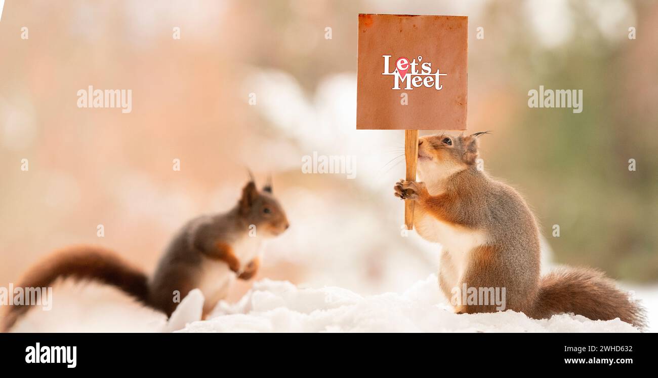 Red squirreld con un cartello "Let Meet" Foto Stock