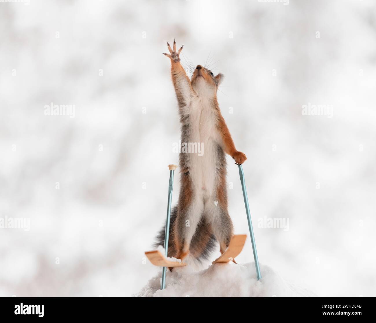 Scoiattolo rosso sugli sci nella neve, zampa sollevata Foto Stock