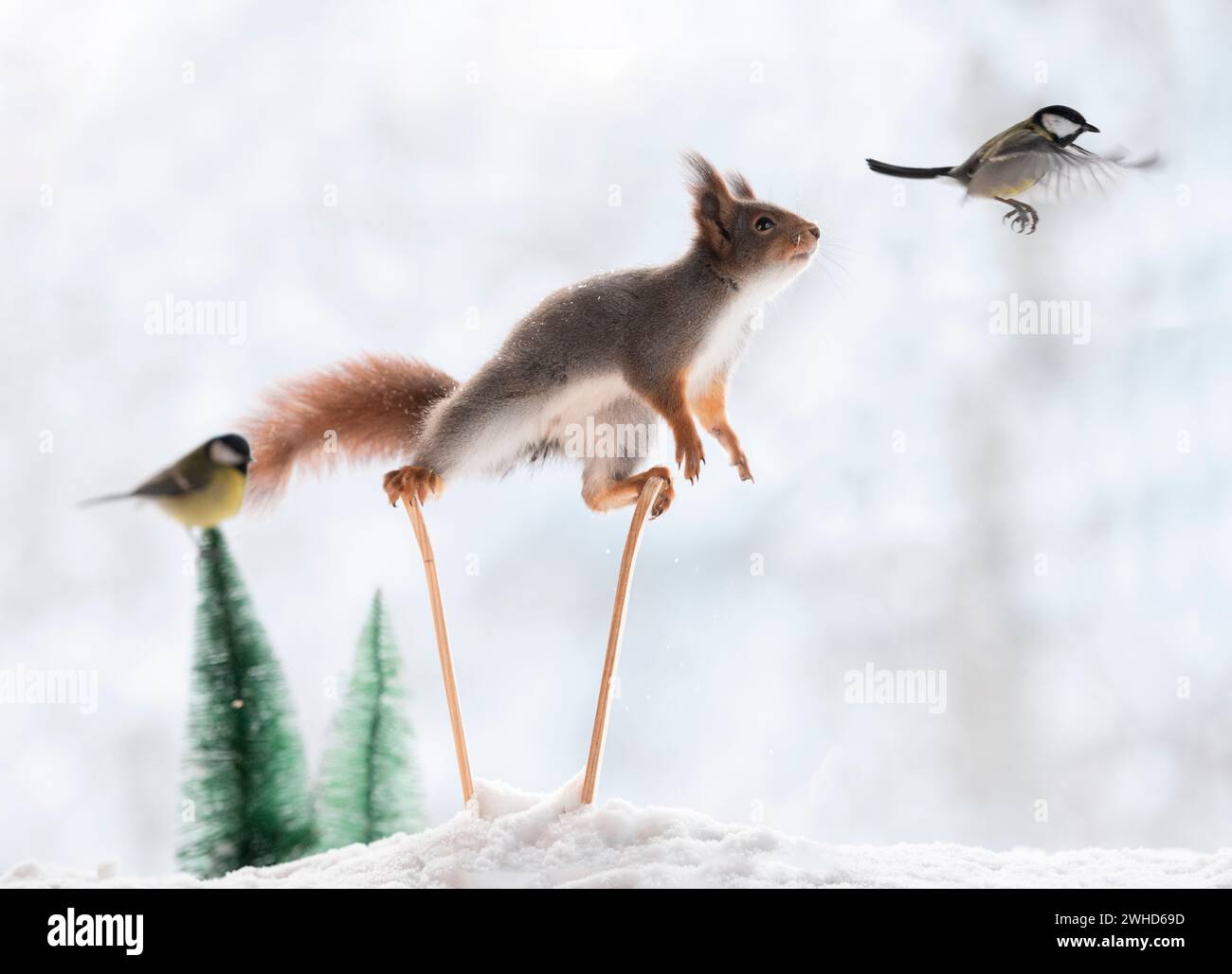 Scoiattolo rosso e uccelli con pali da sci nella neve Foto Stock