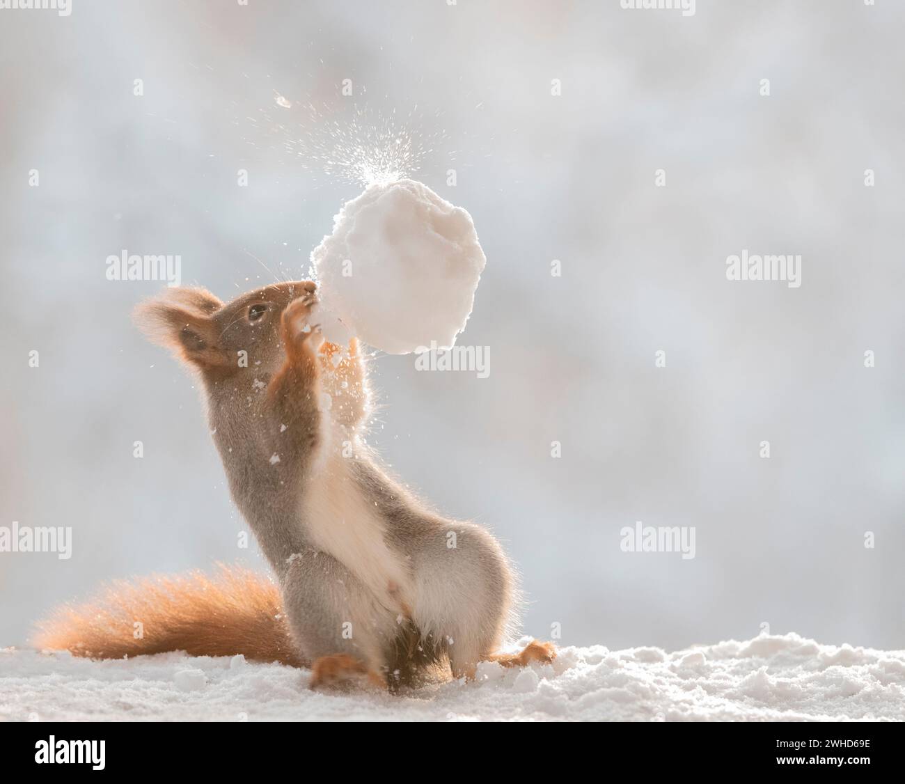 Lo scoiattolo rosso sta catturando una palla di neve Foto Stock