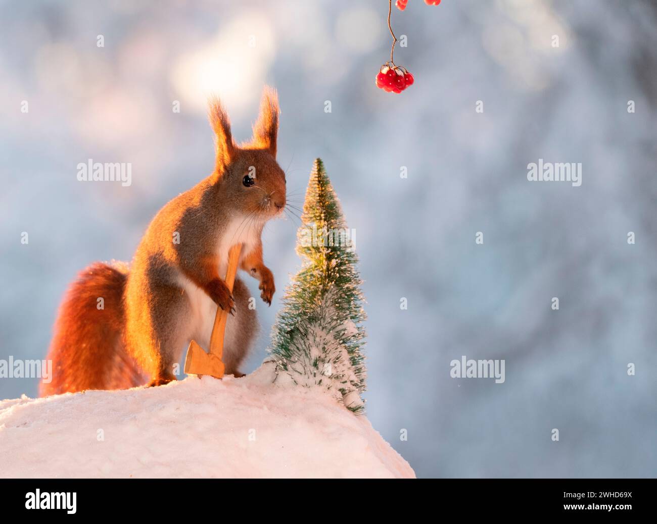 Scoiattolo rosso in piedi nella neve con ascia e albero Foto Stock