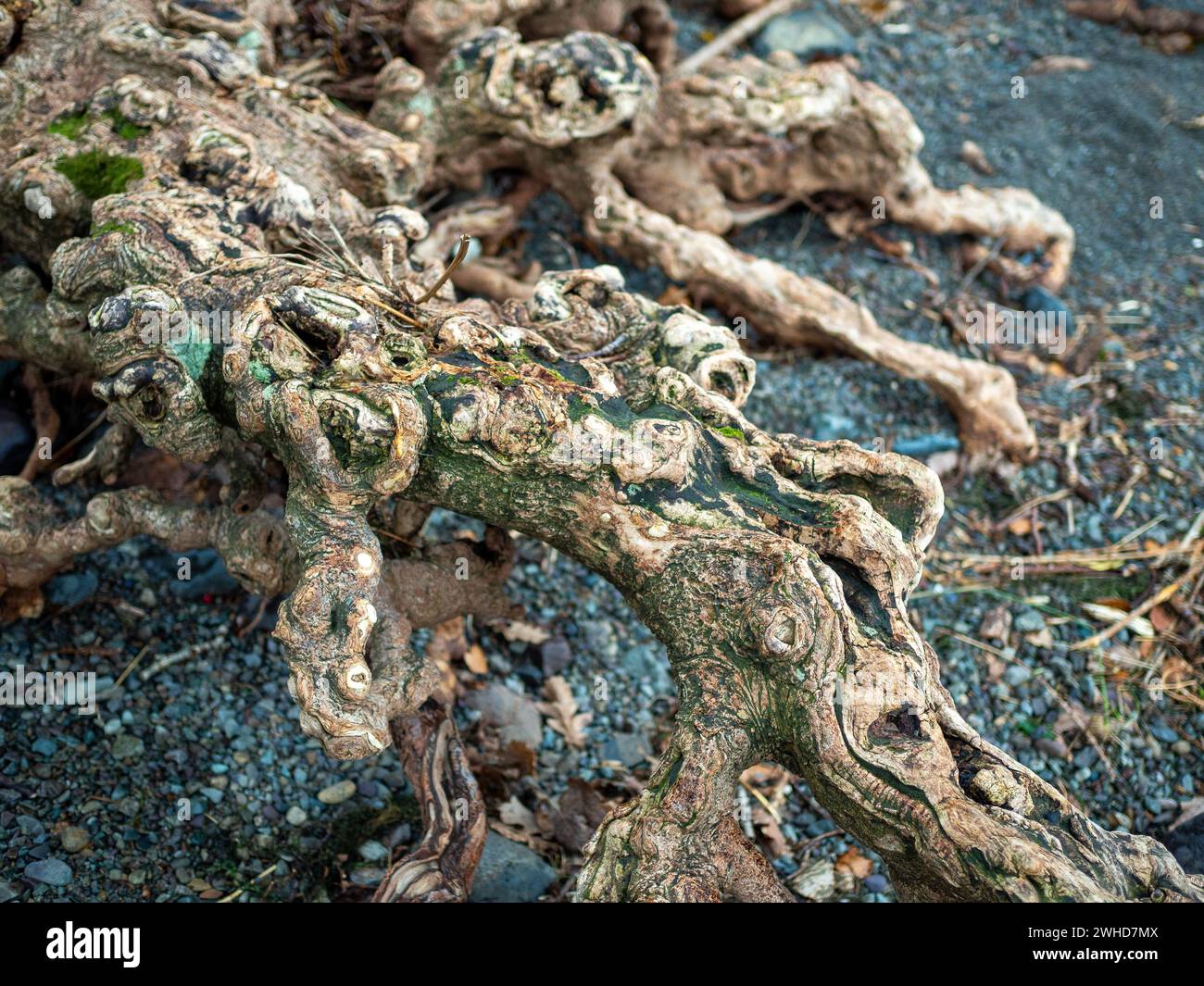 Spidery che guarda radici di alberi esposte sulla riva di un lago, la terra è stata spazzata via da sotto di loro Foto Stock