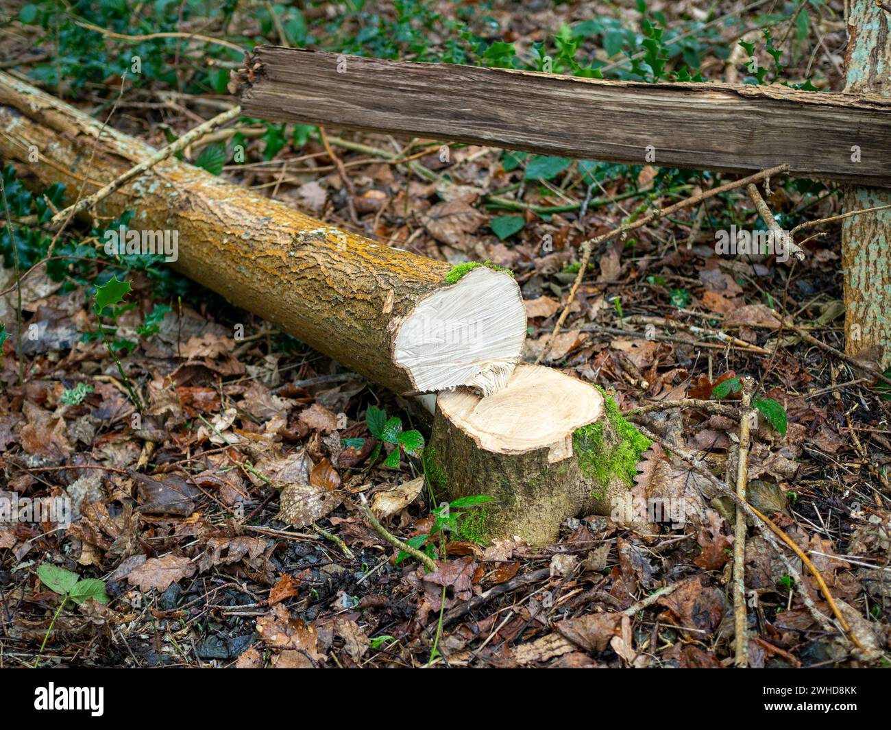 Un alberello probabilmente abbattuto illegalmente allo scopo di costruire un barbecue in un parco nazionale britannico Foto Stock