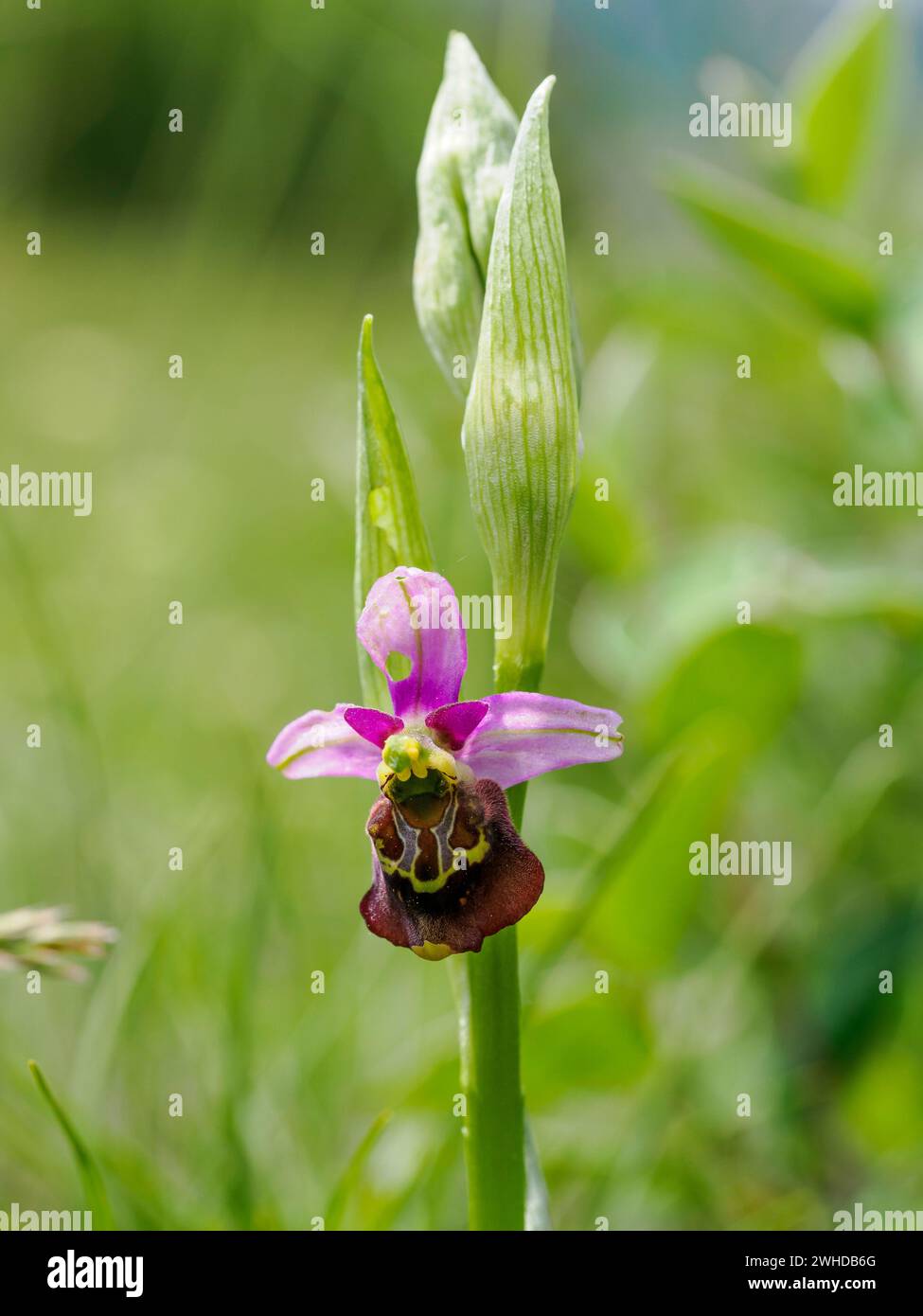 Orchidea delle api, Ophrys apifera, orchidea delle api Foto Stock