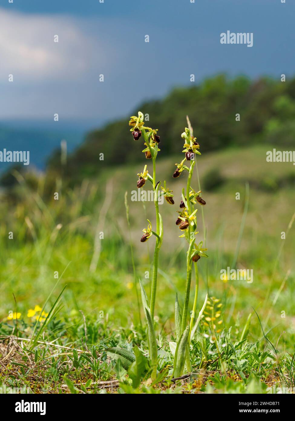 Orchidea delle api, Ophrys apifera, orchidea delle api Foto Stock
