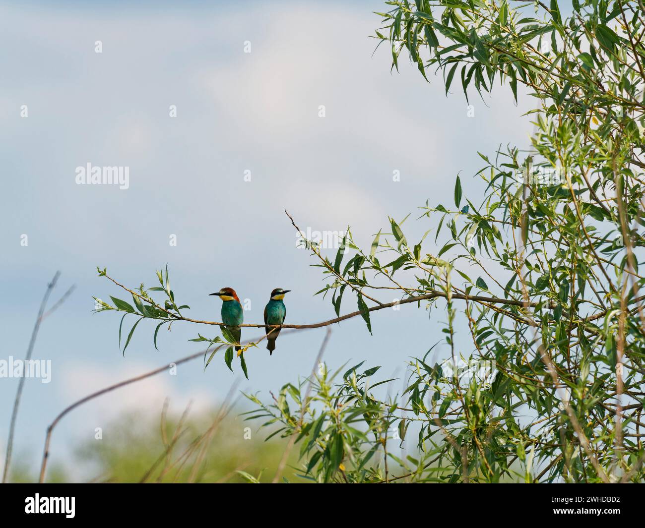 Mangiatore europeo di api, mangiatore di api, Merops apiaster Foto Stock