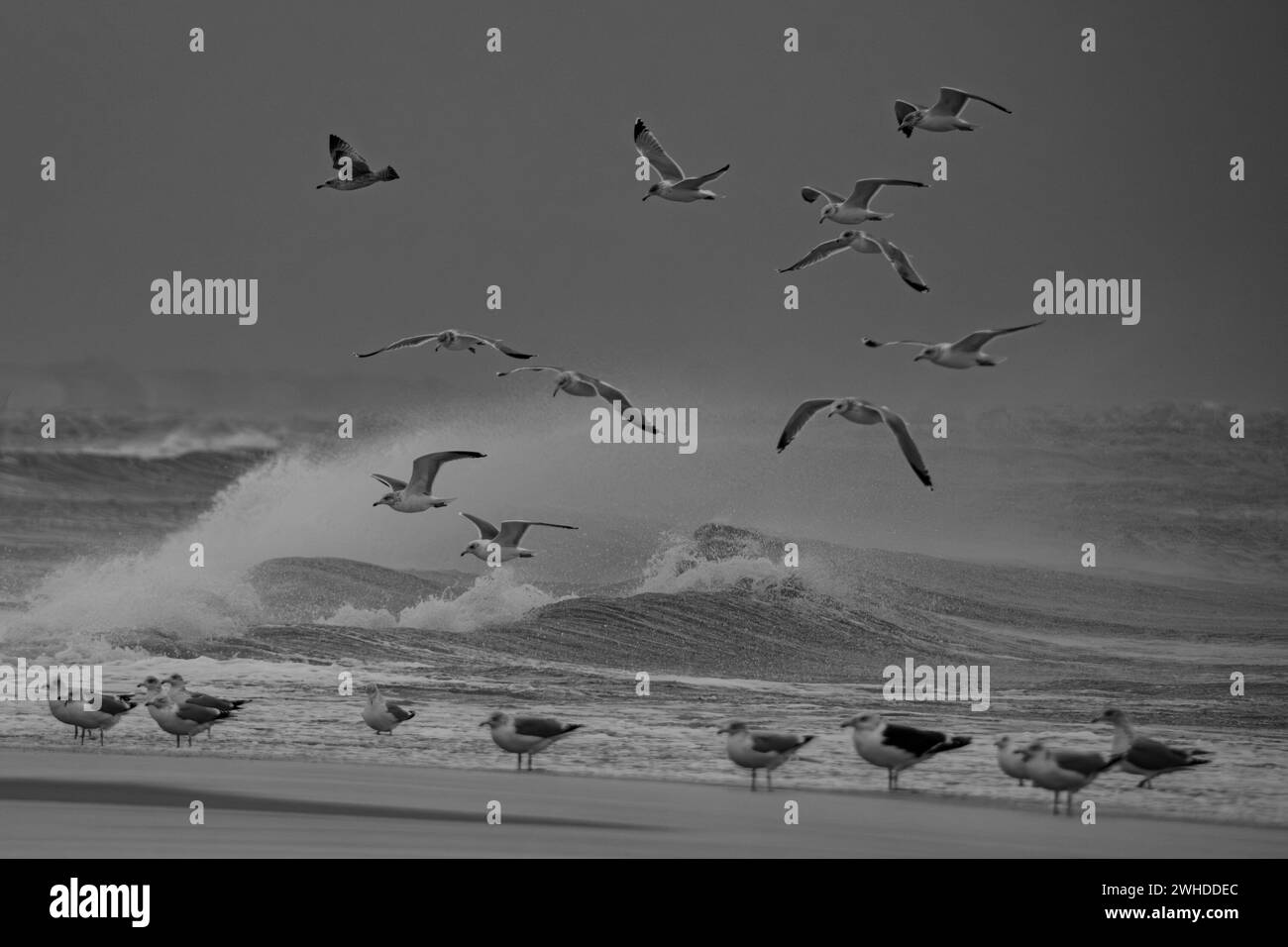 Gabbiani in volo sul mare del Nord tempestoso Foto Stock