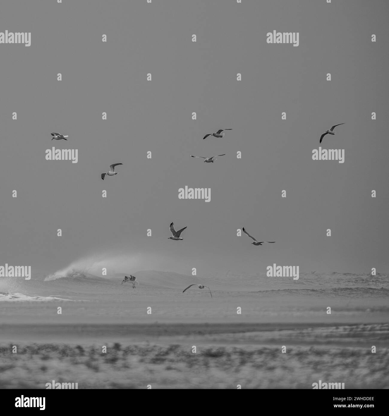 Gabbiani in volo sul mare del Nord tempestoso Foto Stock