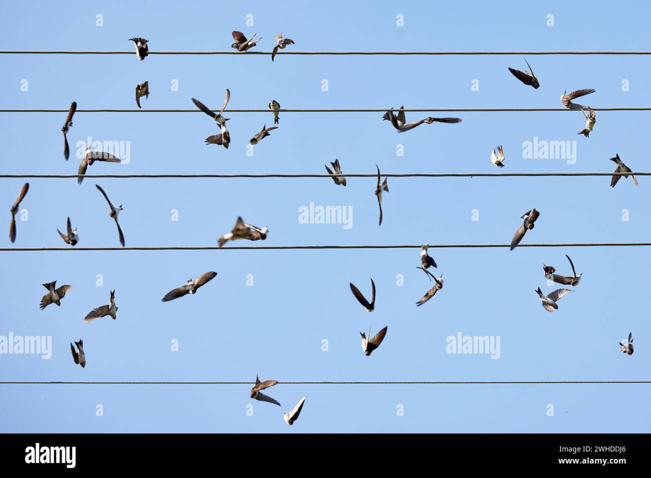 Rondini, casa martins, Delichon urbicum, linea elettrica ad alta tensione, seduta, raccolta, uccelli migratori Foto Stock