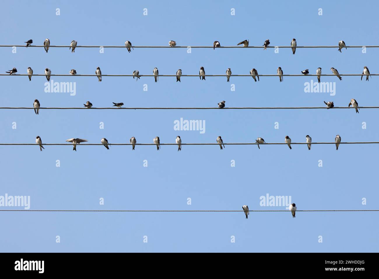 Rondini, casa martins, Delichon urbicum, linea elettrica ad alta tensione, seduta, raccolta, uccelli migratori Foto Stock