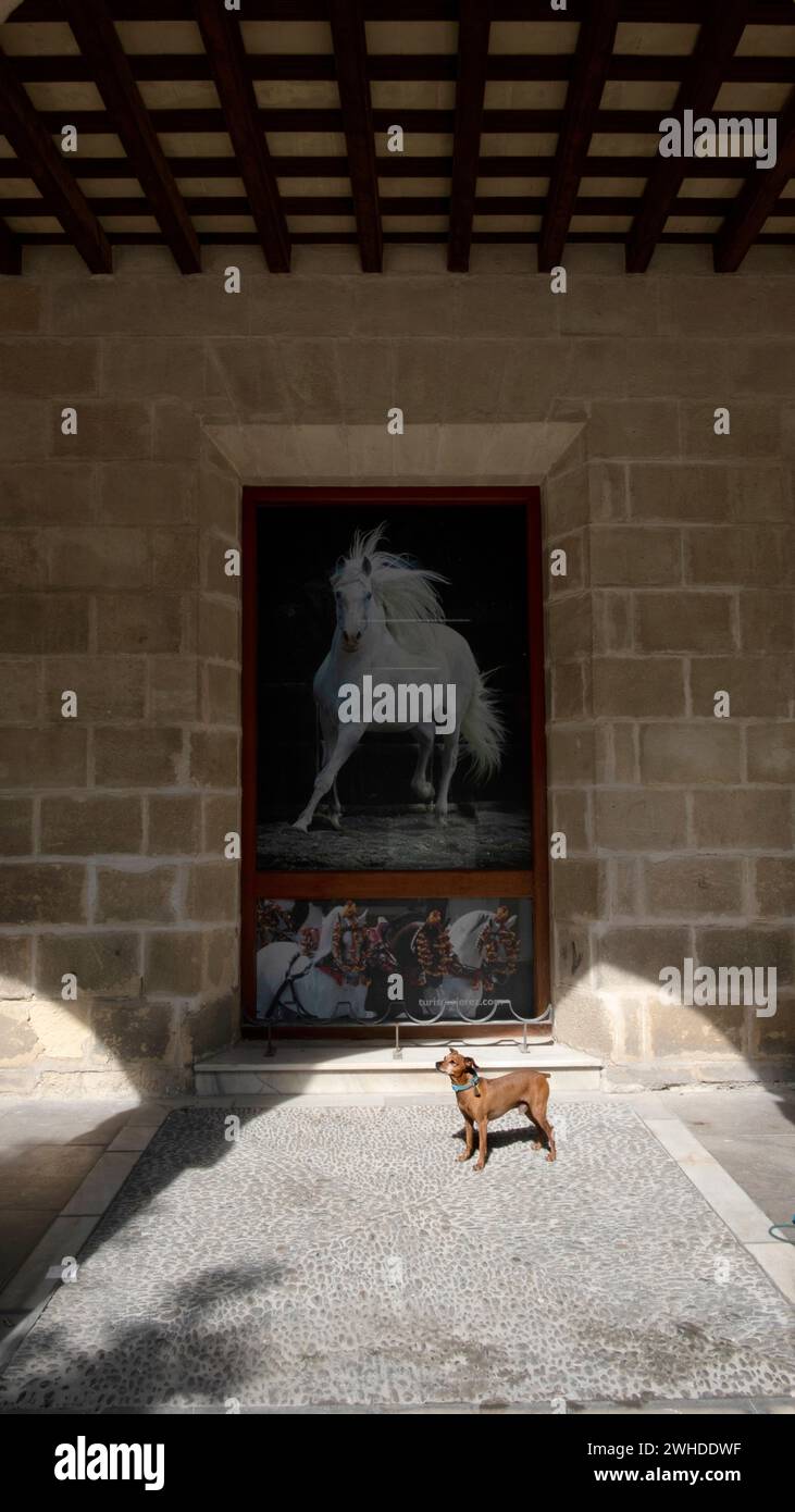 Spagna, Andalusia, Jerez de la Frontera, piccolo cane di fronte a un poster di cavallo Foto Stock